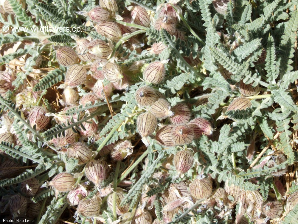 Astragalus coluteoides